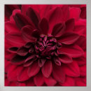Recherche de rouge cramoisi posters Floral