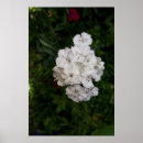 Recherche de oeillet photographie Jardin