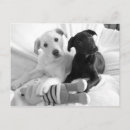 Recherche de de chiot cartes postales Salutation