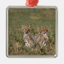 Recherche de le kenya ornements Nature