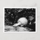 Recherche de protecteur cartes postales Nature