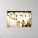 Recherche de sheep posters Lamb