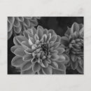 Zoek naar witte dahlia briefkaarten Tuin