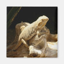 Recherche de dragon photographie Reptiles