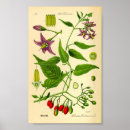 Recherche de solanum posters Vintage