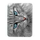 Recherche de aux yeux bleus magnets Chat domestique