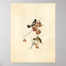 Recherche de audubon birds posters Peinture murale