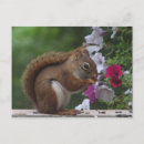 Zoek naar rode petunia posters Dieren