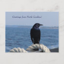 Recherche de la caroline cartes postales Océan