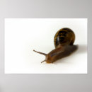 Zoek naar slakken posters Tuin