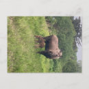 Recherche de maman et bébé cartes postales Nature