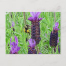 Zoek naar bee briefkaarten Lavendel