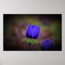 Zoek naar anemoon posters Tuin