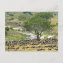 Recherche de gnou posters Tanzanie