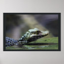 Recherche de amazonie posters Forêt tropicale