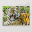 Recherche de rayures de tigre cartes postales Gros chat