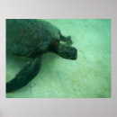 Zoek naar hawaiiaans posters Zee