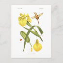 Zoek naar iris briefkaarten Floraal
