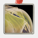 Recherche de corps humain ornements Vue de face