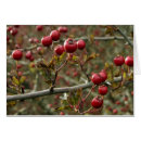 Recherche de aubépine cartes postales Arbre