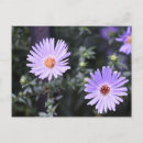 Recherche de fleurs lilas cartes postales Nature