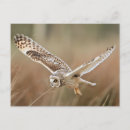 Recherche de de chasse cartes postales Animal