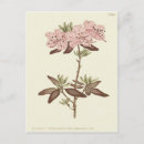 Recherche de rhododendron cartes postales Botanique