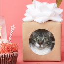 Recherche de moustache photographie Chat