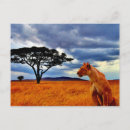 Recherche de lion africain cartes postales Lionne