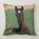 Recherche de arab coussins Cheval