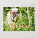 Recherche de loup sauvage cartes postales Animal