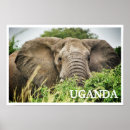 Recherche de éléphant africain posters Safari