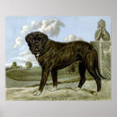 Recherche de mastiff anglais posters Animal