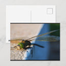 Recherche de ailes de libellule cartes postales Libellules