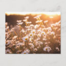 Recherche de champs marguerite cartes postales Floral
