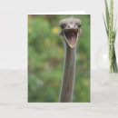 Recherche de autruche cartes postales Bec