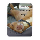 Recherche de pitbull magnete Amoureux des chiens