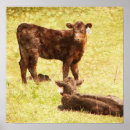 Recherche de bétail posters Photographie
