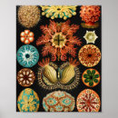 Recherche de biology posters Ernst haeckel