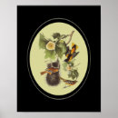 Recherche de audubon birds posters Animal