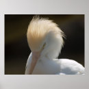 Recherche de un regard posters Faune