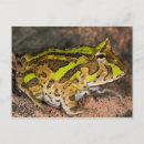 Recherche de cornus cartes postales Nature