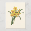 Recherche de fleurs de narcisse cartes postales Jardin