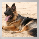 Zoek naar duitse herdershond kunst Canine