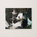 Recherche de panda puzzles Ours