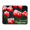 Recherche de tulipes rouges magnets Tulipe rouge