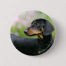 Recherche de bronzage badges Teckel miniature lisse haired