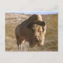 Recherche de timbres poste cartes postales Animaux