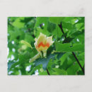 Zoek naar bloeiende boom briefkaarten Natuur