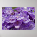 Recherche de arbre plante posters Fleurs